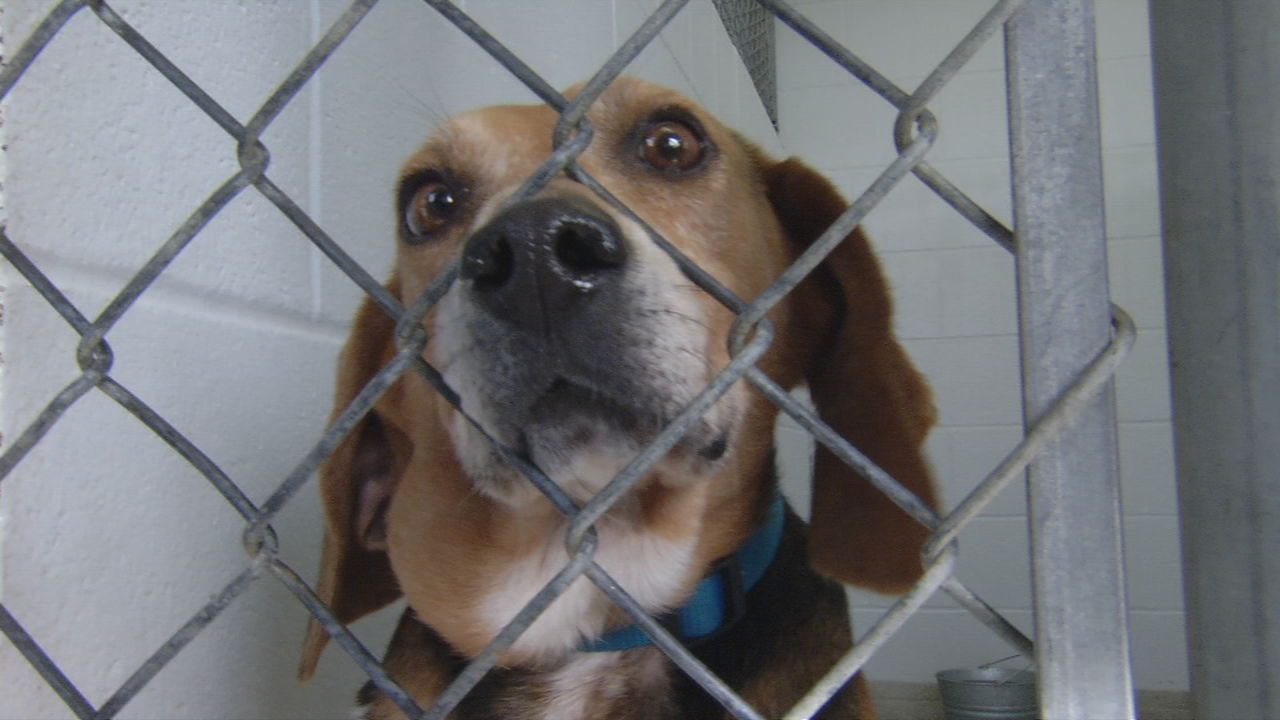 Dog at Harrison County Animal Shelter 2-26-19